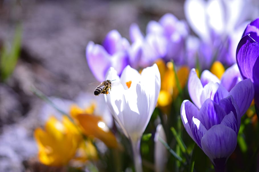 bee, honey bee, anthophila, insect, flight insect, hymenoptera HD wallpaper