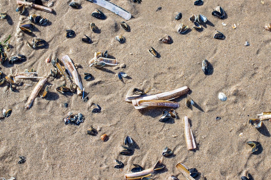 shell, shells, sand, beach, sea, nature, coast, seashell, land HD wallpaper