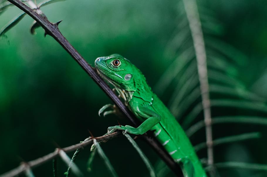 green lizard, animal, reptile, iguana, red eyes, travel, documentary HD wallpaper