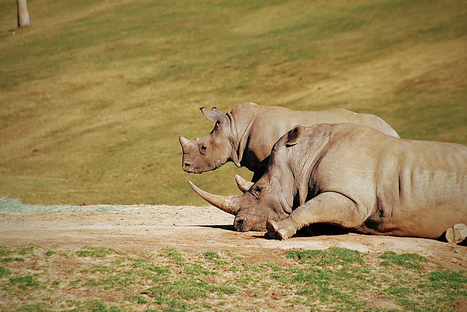 two gray rhinos lying on ground, animal themes, mammal, vertebrate HD wallpaper