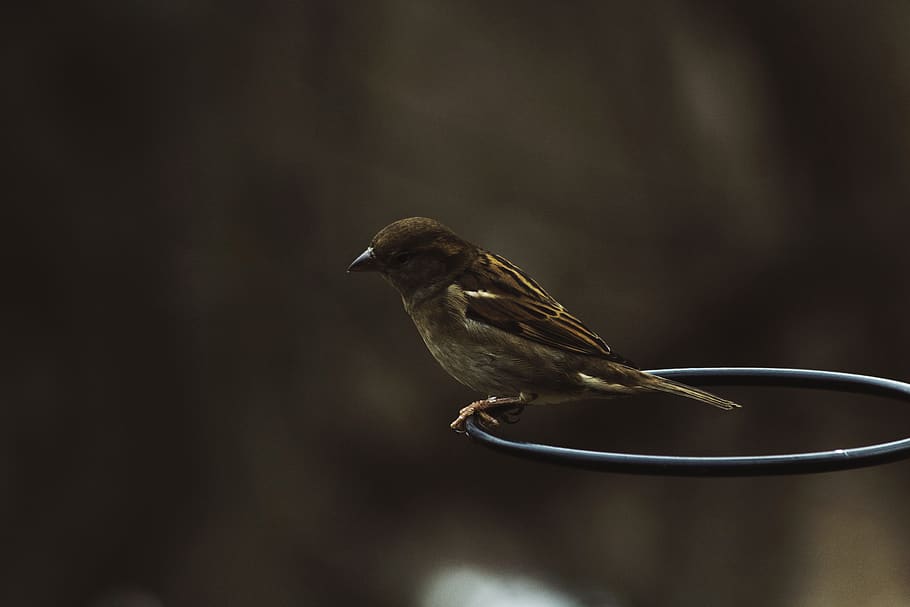 dark, bird, animal, ring, outdoor, nature, animal wildlife HD wallpaper