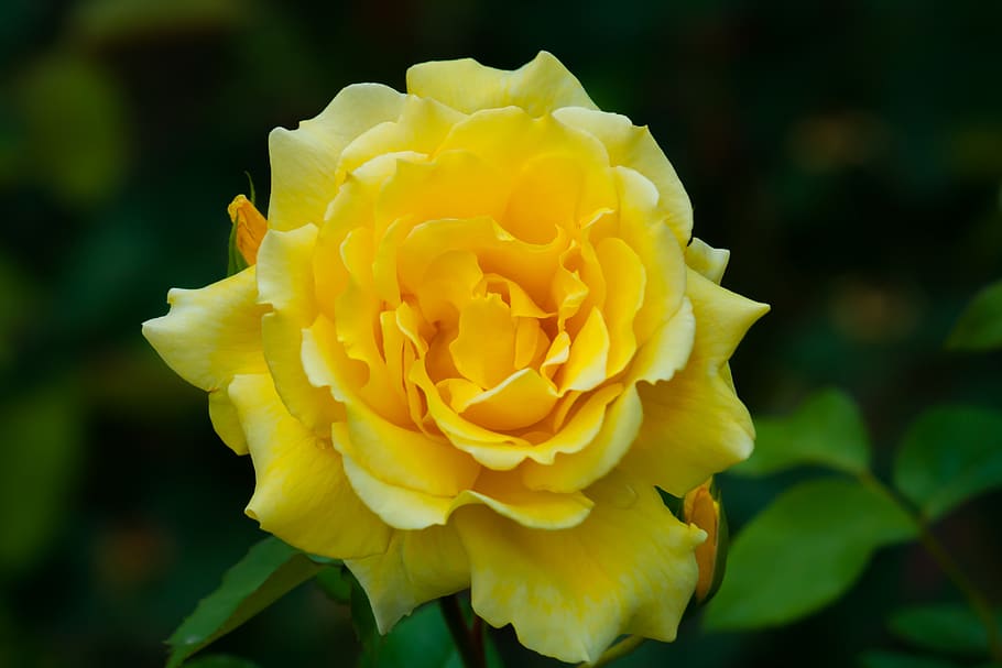 flower, nature, plant, spring, garden, petals, flora, field HD wallpaper