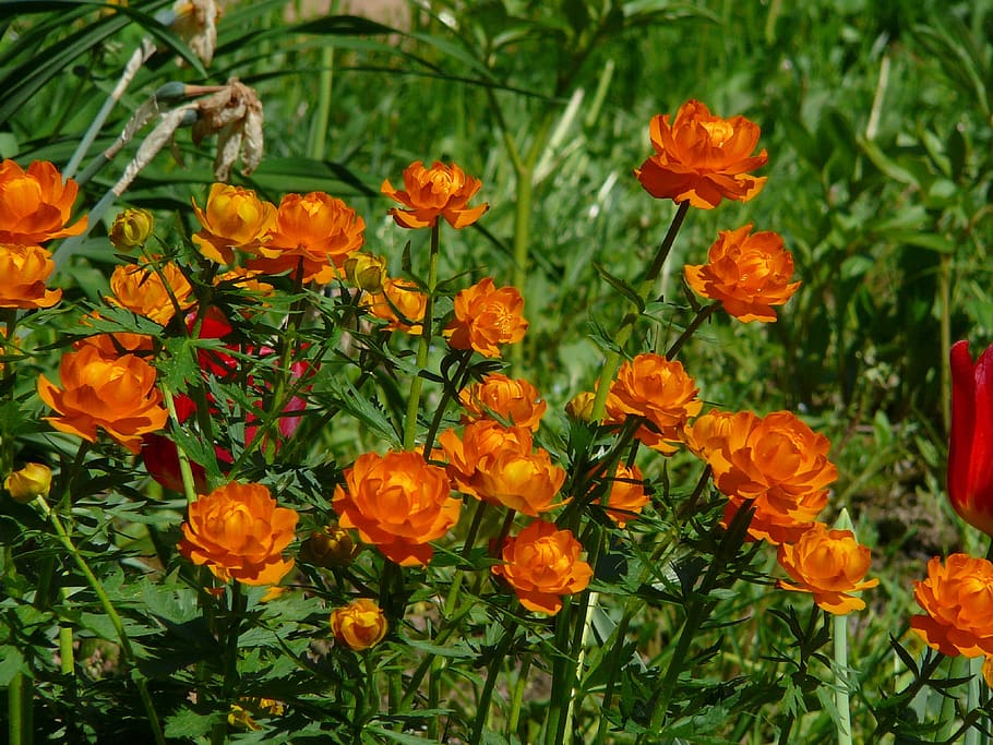 summer, flowers, garden, bloom, nature, petals, meadow, flowering plant HD wallpaper