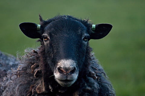 sheep, black sheep, wool, cattle, animals, countryside, meadow HD wallpaper
