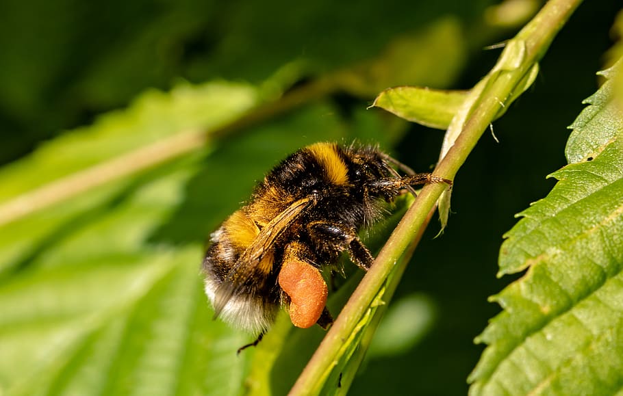 hummel, garden bumblebee, bombus hortorum, insect, nature, pollination