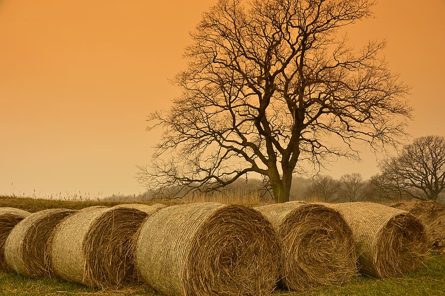 straw bales, hay bales, harvest, agriculture, tree, nature