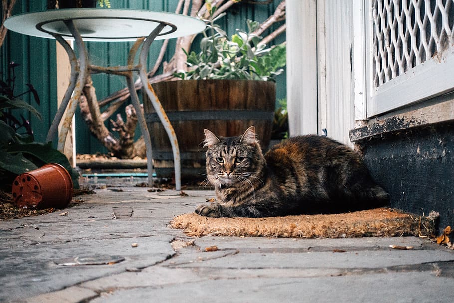 cat, tabby, outside, winter, comfy, sitting, pets, cute, animal HD wallpaper
