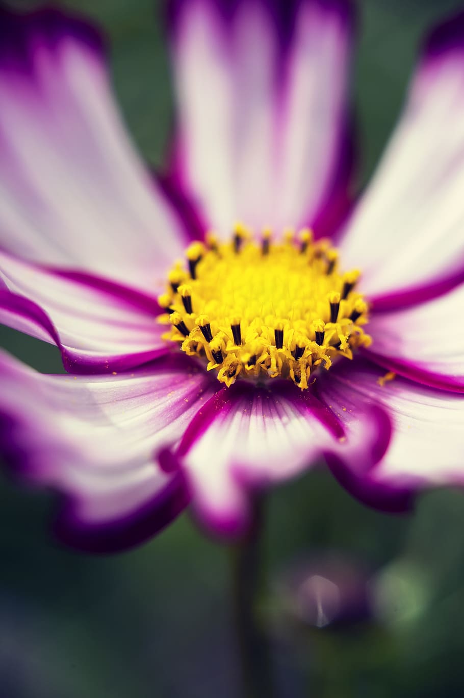 pink petaled flowers, night, aurora, nature, outdoors, cosmos HD wallpaper