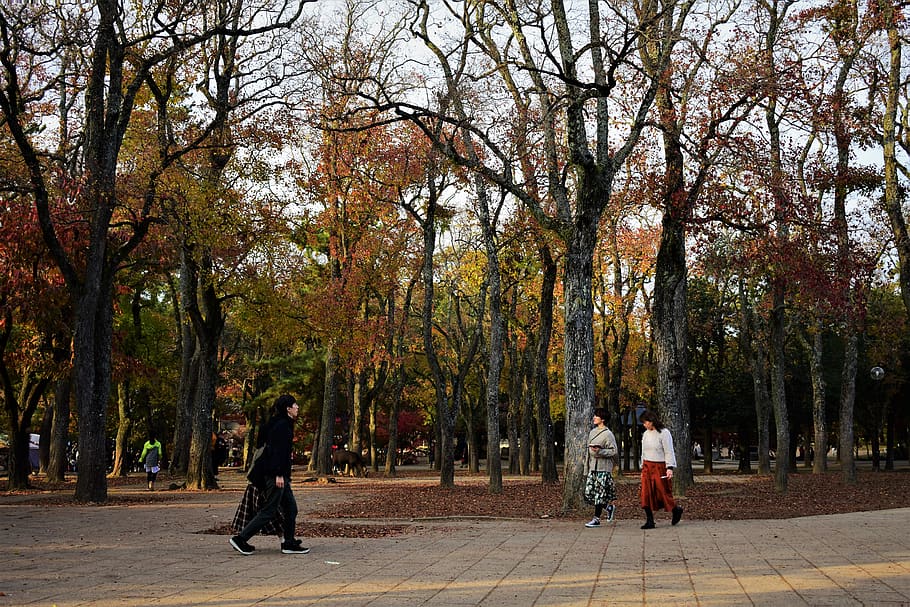 japan, osaka, walking, trees, orange, autumn, green, street HD wallpaper