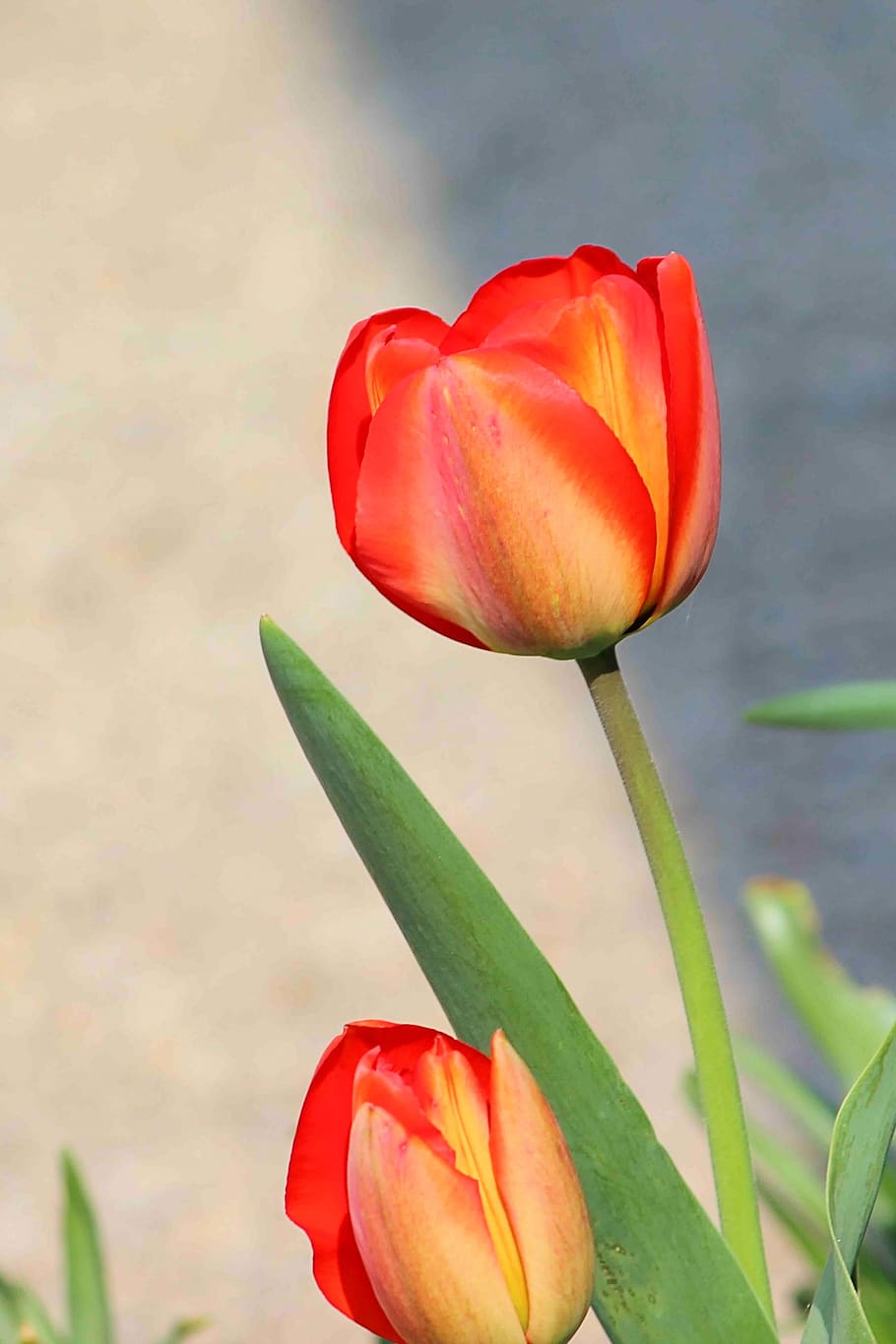 flowers, tulips, spring, flora, flowering plant, beauty in nature HD wallpaper
