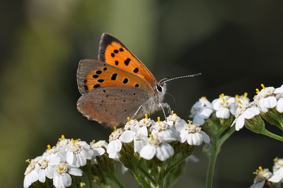 butterfly, butterflies, copper, bug, flower, nature, insects HD wallpaper