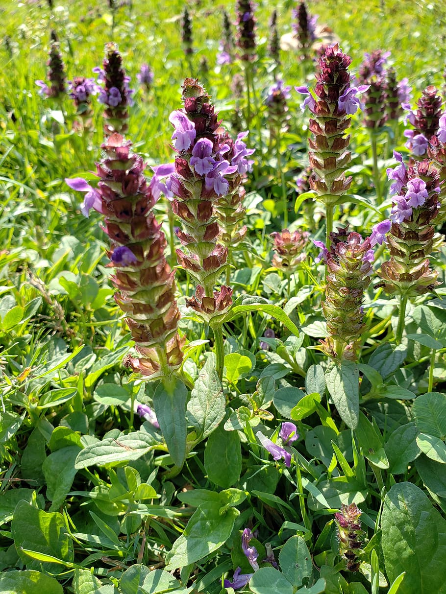 flowers, field, leaves, bloom, growth, plant, beauty in nature HD wallpaper