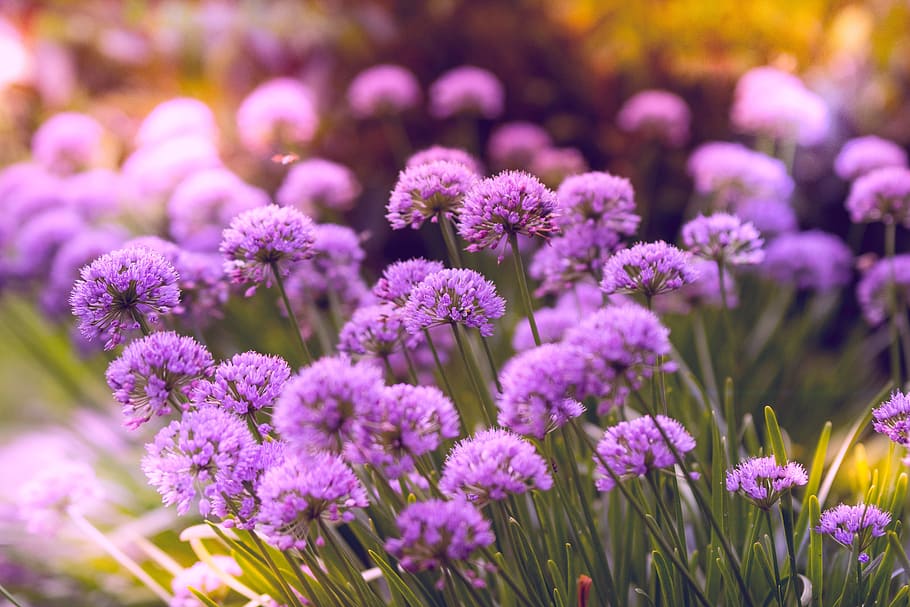 Selective Focus Photography of Purple Petaled Flowers, beautiful flowers