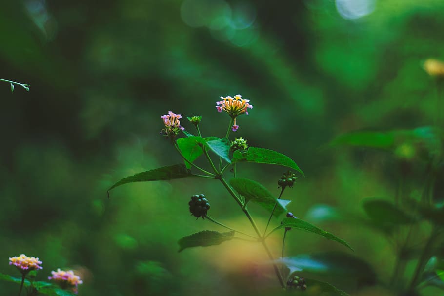 flower, close-up, macro, bokeh, grey, green, dark, outdoors HD wallpaper