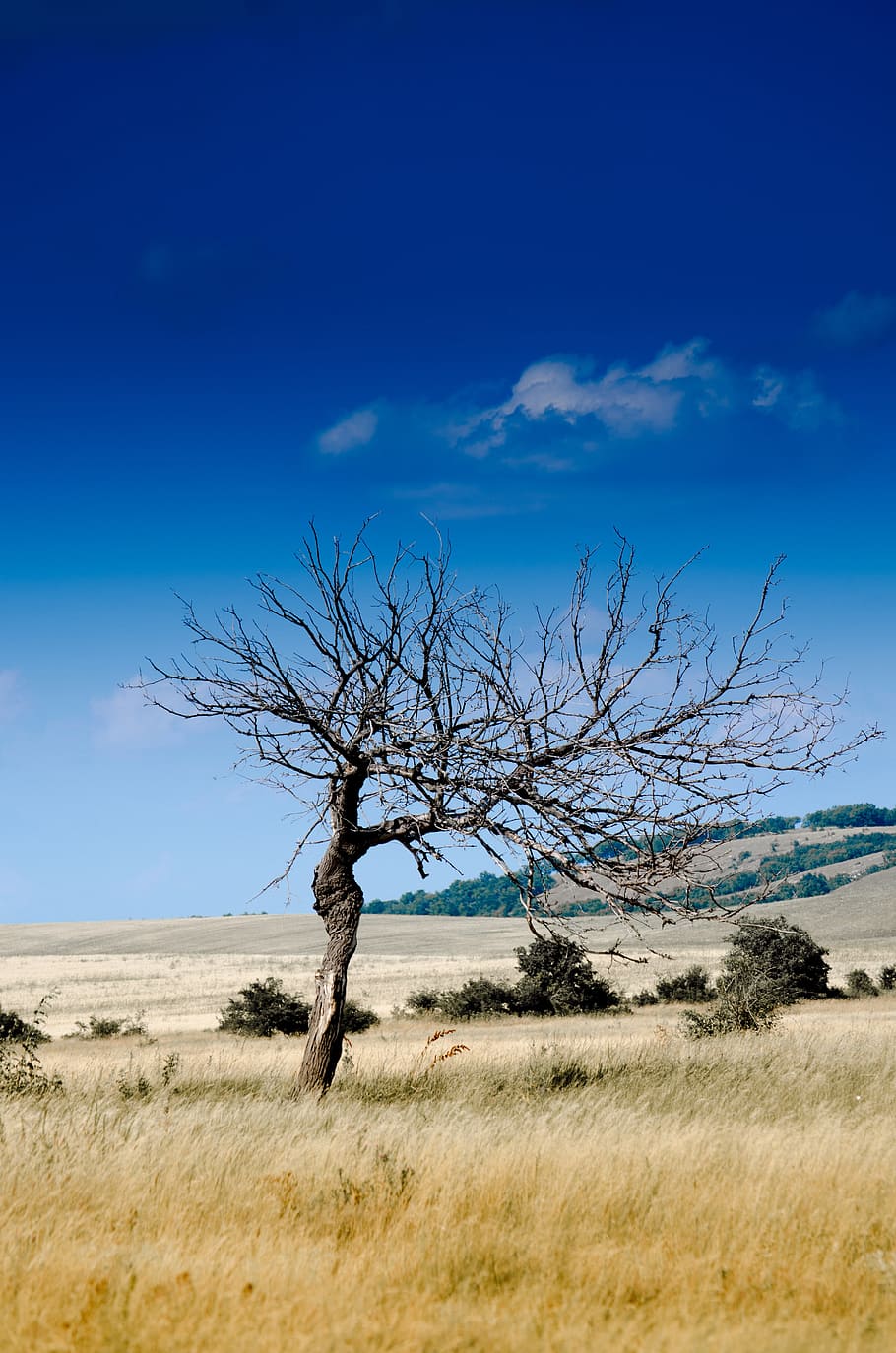 Clear Sky during Daytime, grass, landscape, nature, plants, environment HD wallpaper