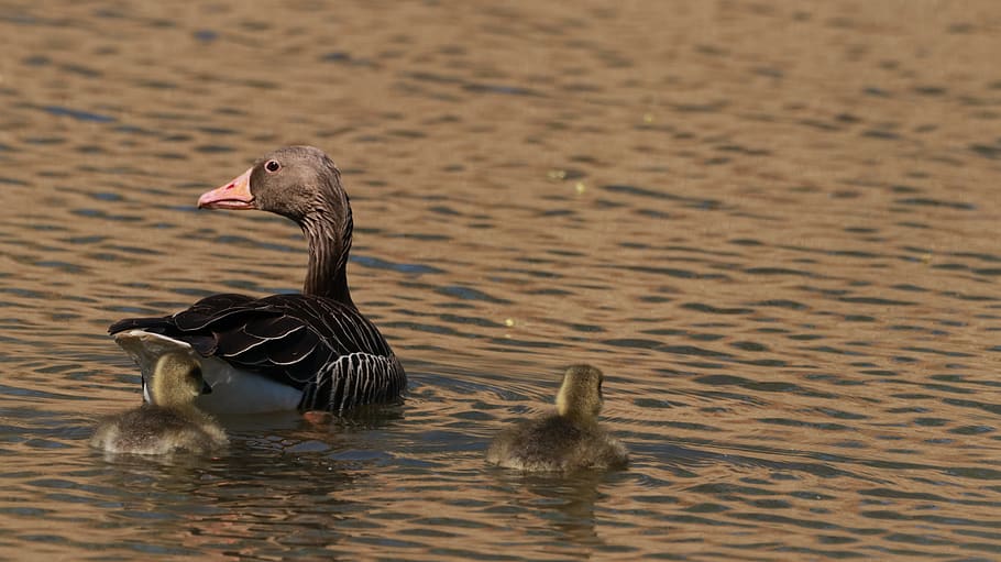 lake, spring, nature, cute, waterfowl, animals, chicks, ducks HD wallpaper