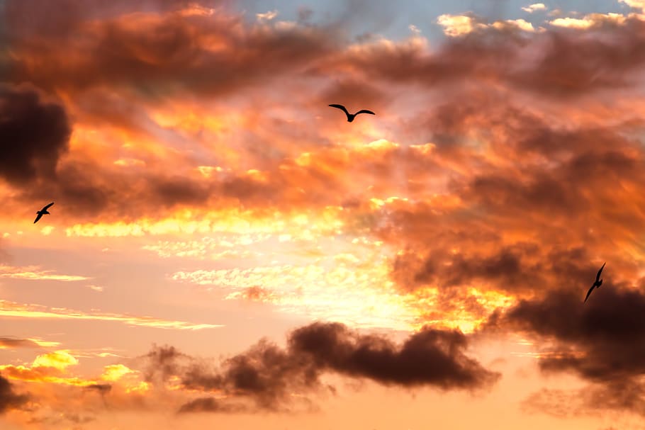 australia, la perouse, clouds, sunset, birds, 3, three, orange HD wallpaper