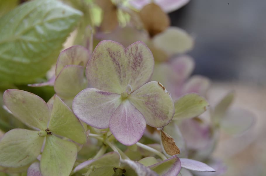 flower, hydrangea, nature, flowers, flora, decoration, romantic HD wallpaper
