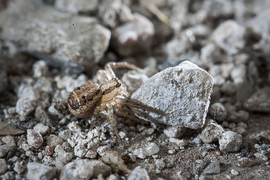 spider, insect, macroshot, animal themes, animal wildlife, animals in the wild HD wallpaper