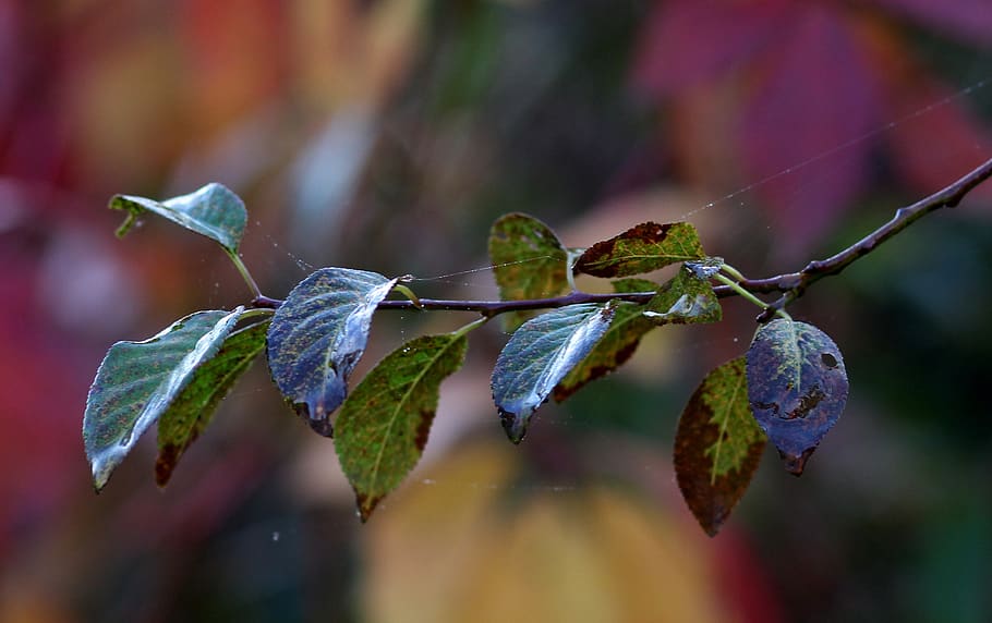 leaf, casey, green, yellow, autumn, plant, nature, botanical HD wallpaper
