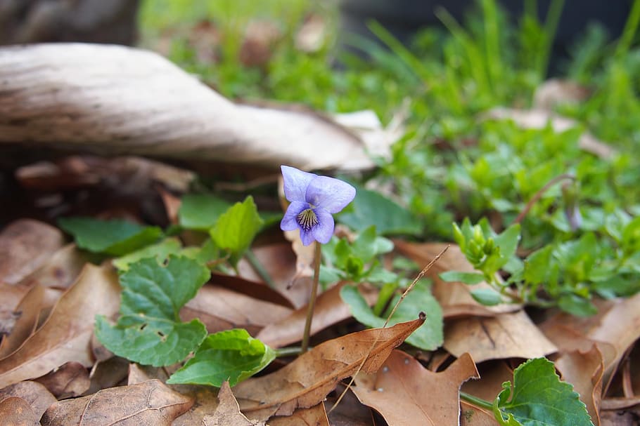 violet, native, foliage, leaves, fall, leaf, plant part, vulnerability HD wallpaper
