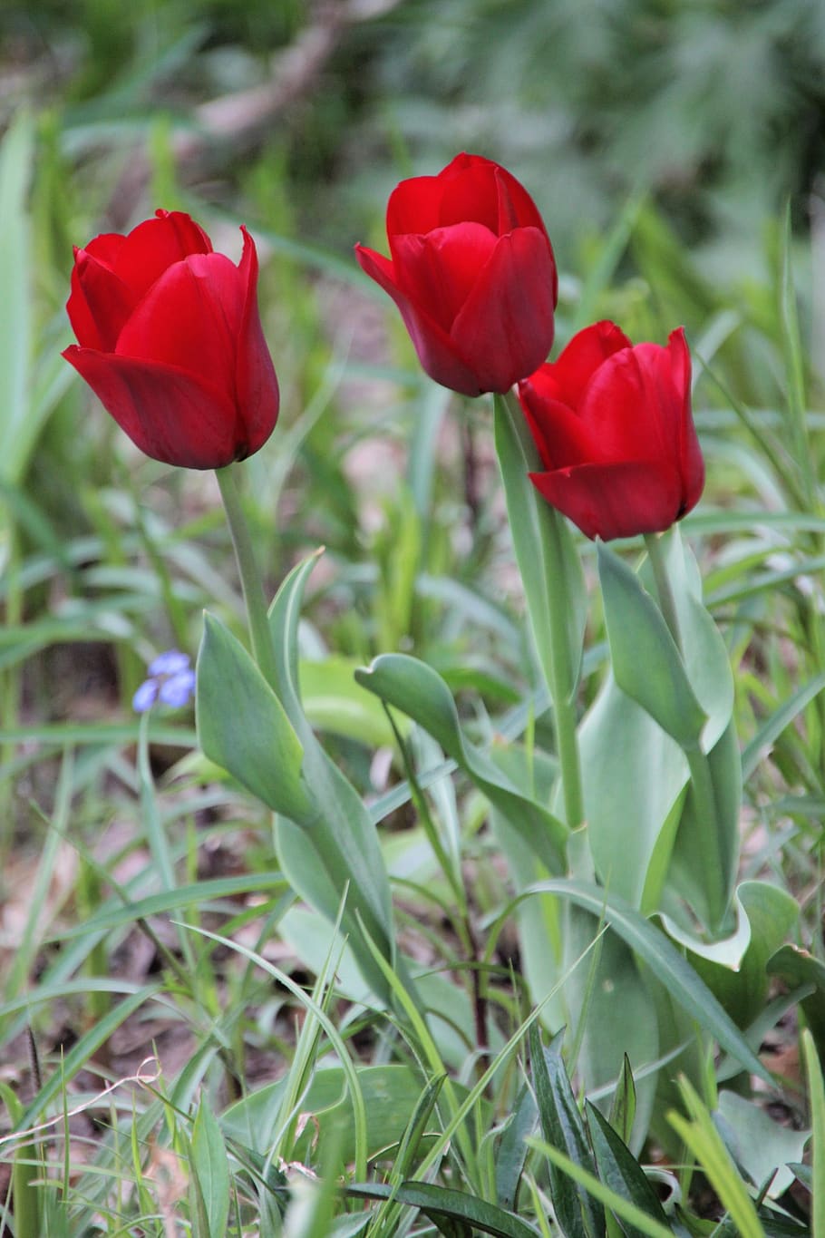 tulips, red, flowers, spring, plant, flowering plant, beauty in nature HD wallpaper