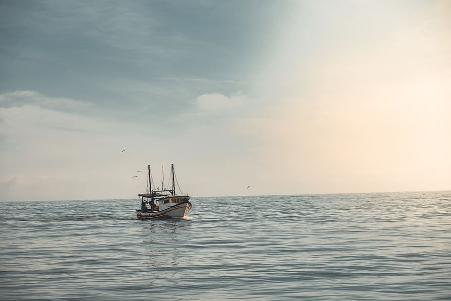 white boat sailing on ocean, transportation, vehicle, watercraft HD wallpaper
