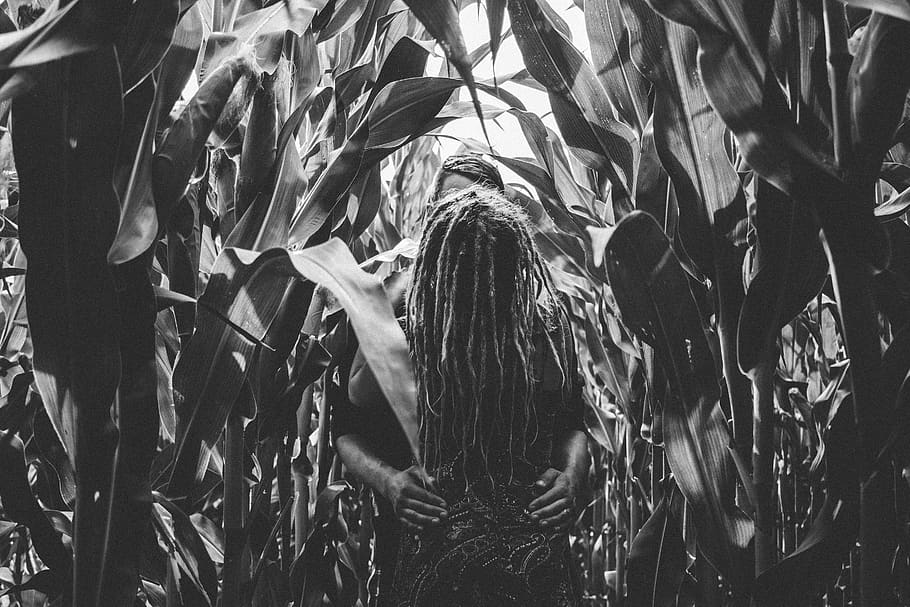 canada, holmesville, corn field, dreds, love, one person, real people HD wallpaper