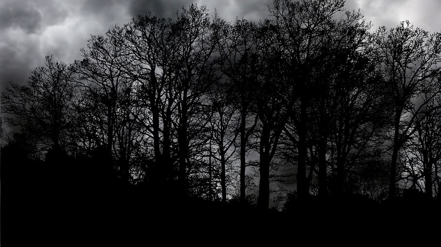 forest, nature, dark, clouds, landscape, trees, wood, fall HD wallpaper