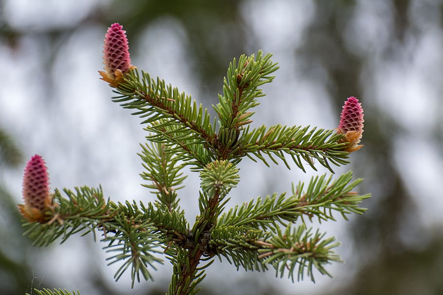 nature, spruce, trees, green, evergreen, plant, growth, coniferous tree HD wallpaper