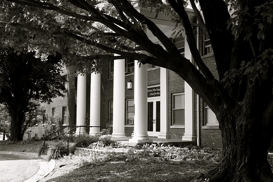 tree, architecture, plant, built structure, architectural column HD wallpaper