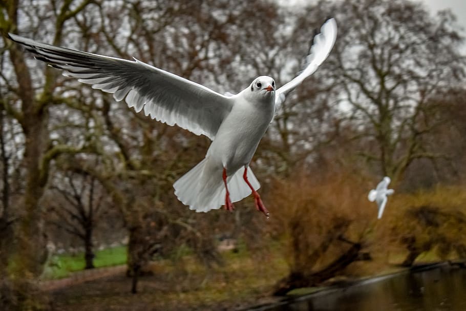 gull, bird, seagull, flying, dom, animal, nature, feather, flight HD wallpaper