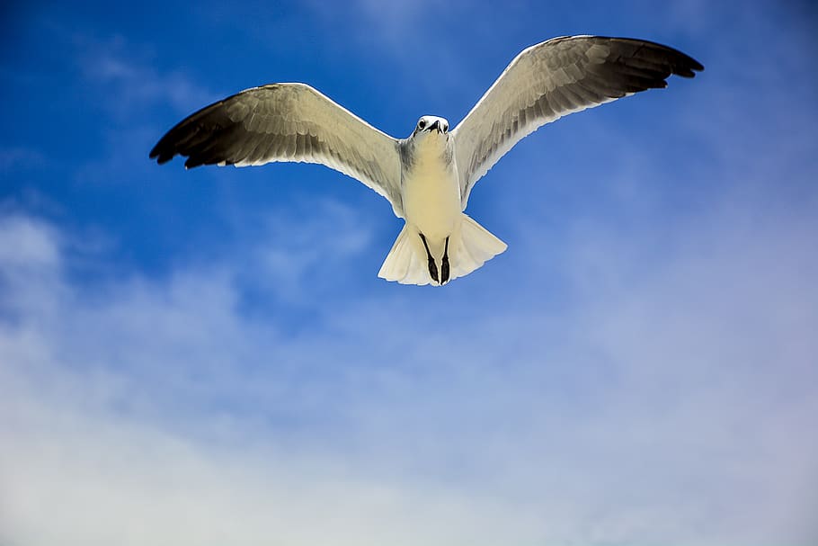 White and Black Bird, blue sky, clouds, daylight, feathers, flight HD wallpaper