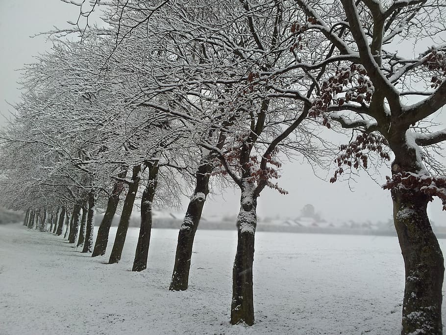 cold, winter, trees, snow, plant, cold temperature, branch HD wallpaper