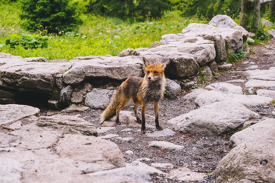fox, nature, mammal, predator, forest, animal, wild, animal themes HD wallpaper