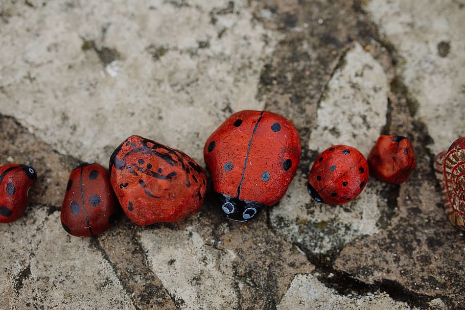 ladybug stone fragment, no people, red, day, close-up, rock, solid HD wallpaper