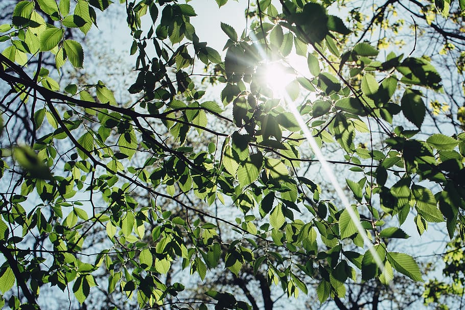 nature, trees, branches, leaves, sky, light, rays, leaks, summer HD wallpaper