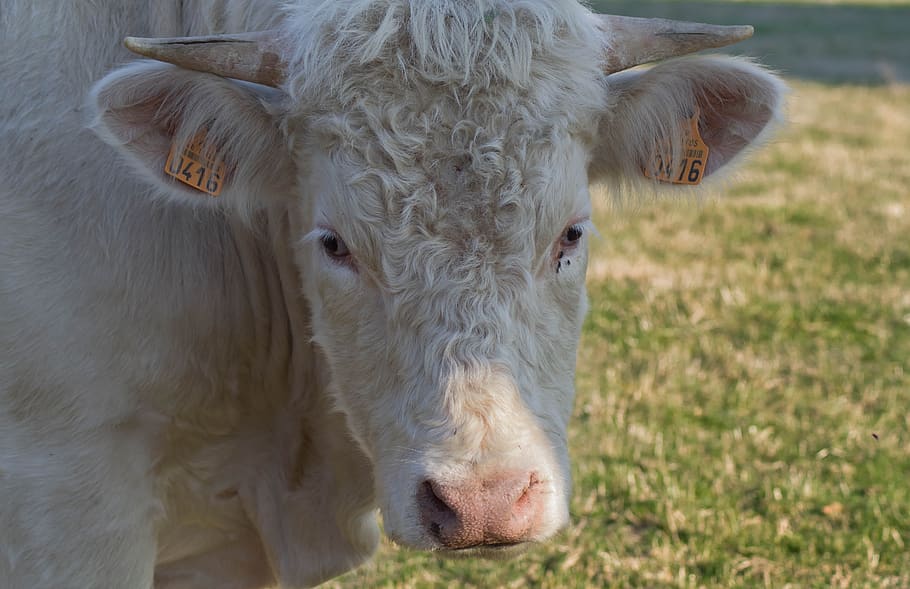cattle, cow, breeding, pastures, horns, animal themes, livestock HD wallpaper
