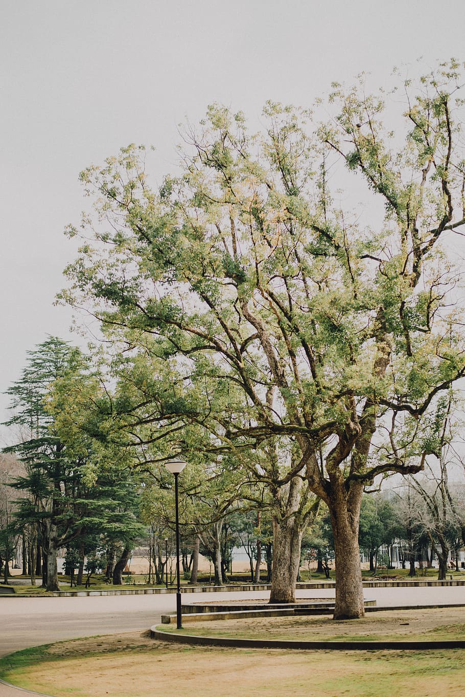 tree, plant, growth, nature, beauty in nature, no people, sky HD wallpaper