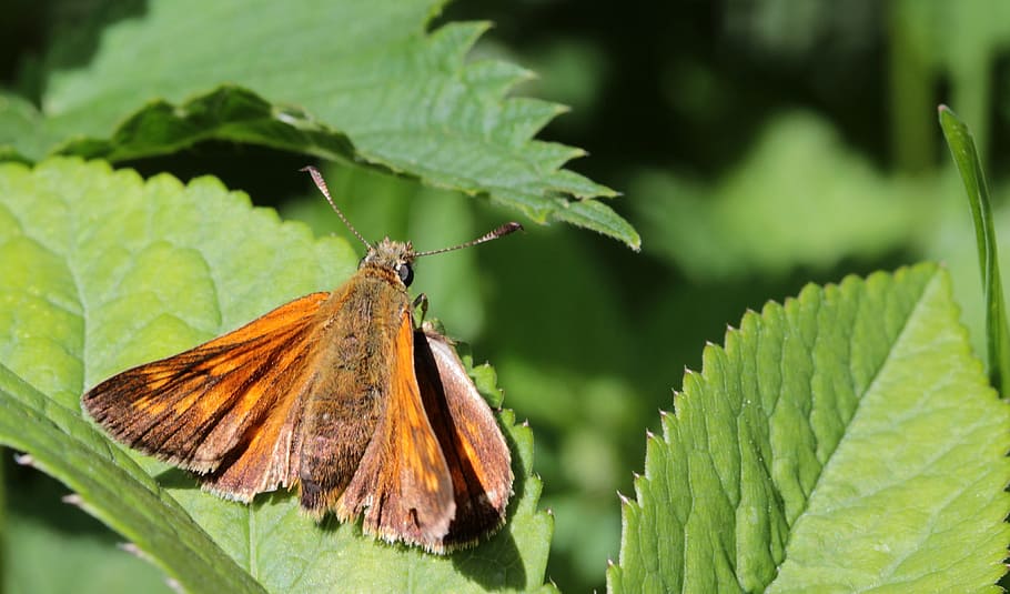leave, leaf, green, macro, fresh, nature, butterfly, insect HD wallpaper
