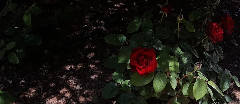 rose, flower, flowering plant, beauty in nature, freshness HD wallpaper