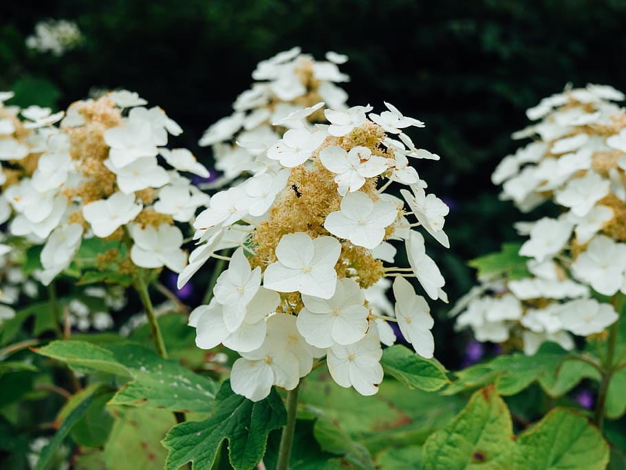 flower, garden, macro, white, nature, freshness, plant, vulnerability HD wallpaper