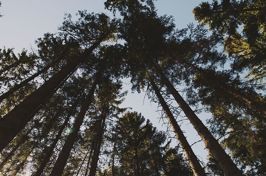 nature, landscape, woods, forest, trees, leaves, green, plant HD wallpaper
