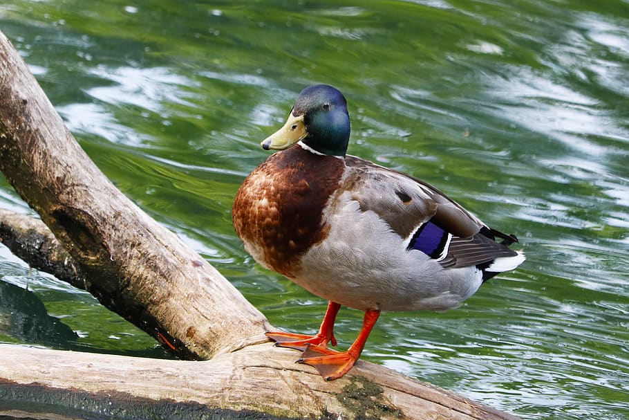Duck, mallard, quack, pond, animal wildlife, bird, animal themes HD wallpaper