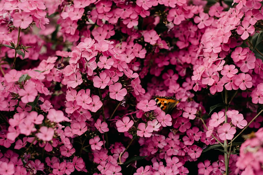 Close-Up Photography of Pink Flowers, 4k wallpaper, animal, beautiful, HD wallpaper