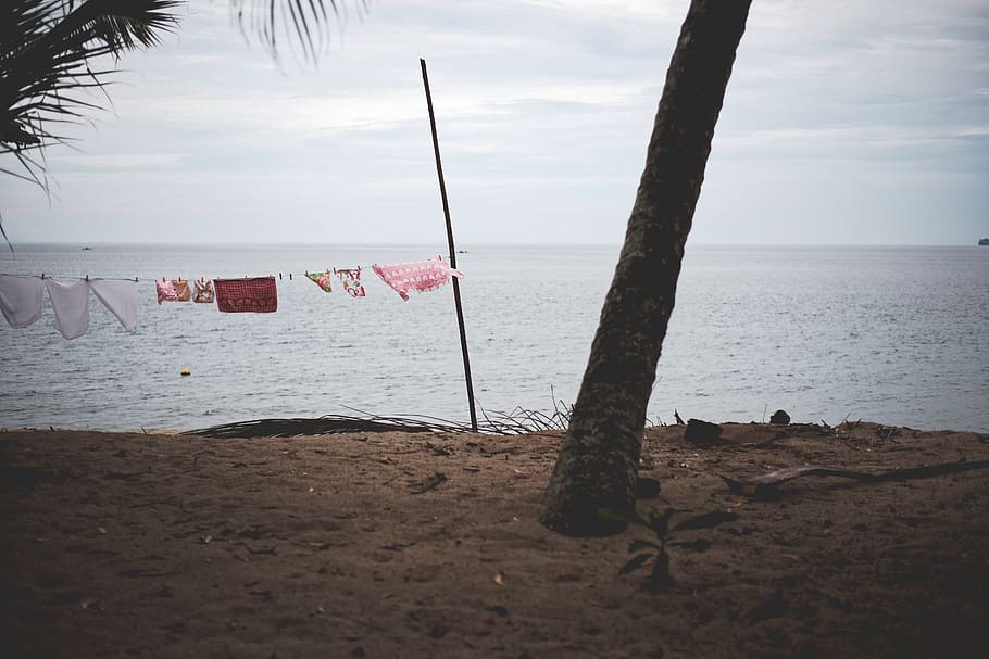 symbol, flag, tree, plant, palm tree, arecaceae, outdoors, ground HD wallpaper