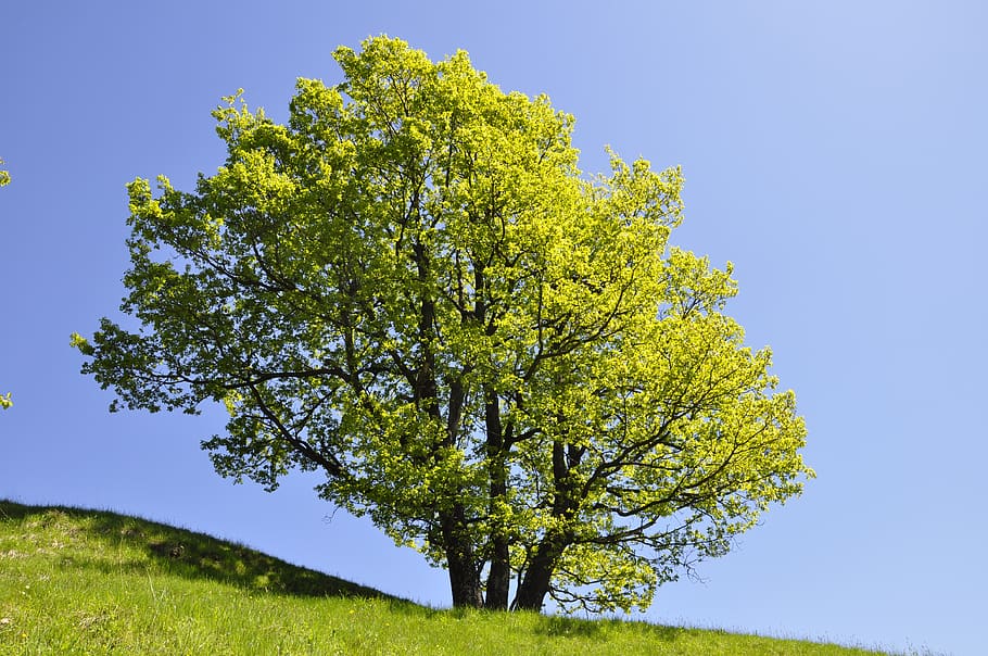 tree, nature, landscape, blue sky, season, plant, beauty in nature HD wallpaper