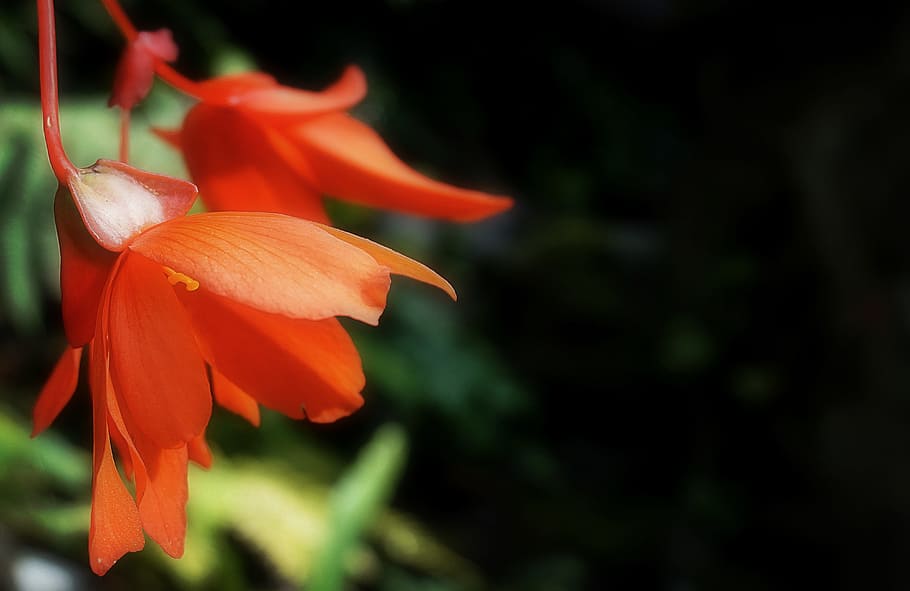 Orange Petaled Flowers, bloom, blooming, blossom, blurred background HD wallpaper