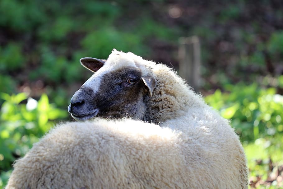 white sheep, head, animal, wool, nature, pasture, meadow, outdoor HD wallpaper