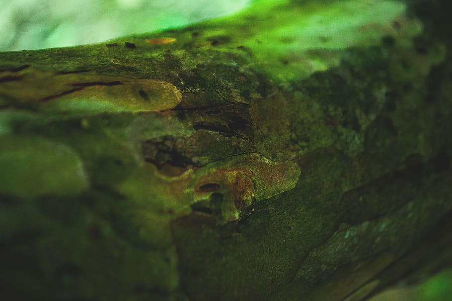 nature, tree, florest, tree trunk, arvore, tronco, wallpaper HD wallpaper